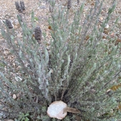 Lavandula stoechas (Spanish Lavender or Topped Lavender) at Mount Jerrabomberra QP - 30 Aug 2022 by Steve_Bok