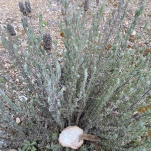 Lavandula stoechas at Jerrabomberra, NSW - 30 Aug 2022