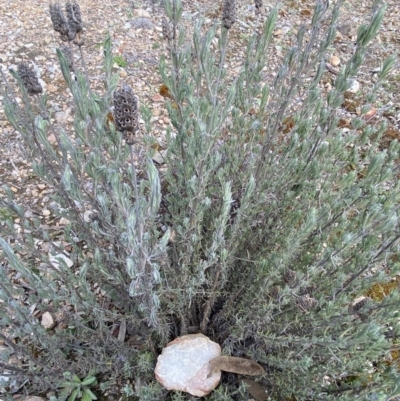 Lavandula stoechas (Spanish Lavender or Topped Lavender) at Jerrabomberra, NSW - 30 Aug 2022 by Steve_Bok