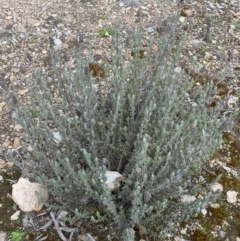 Lavandula stoechas at Jerrabomberra, NSW - 30 Aug 2022