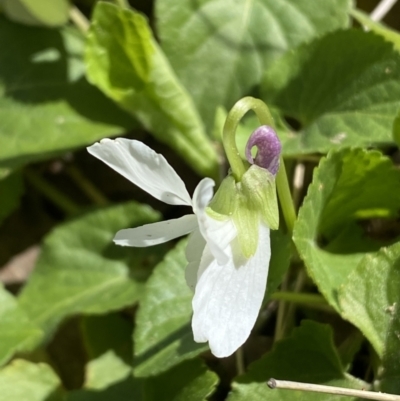 Viola odorata (Sweet Violet, Common Violet) at Jerrabomberra, NSW - 30 Aug 2022 by SteveBorkowskis
