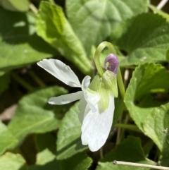 Viola odorata (Sweet Violet, Common Violet) at Mount Jerrabomberra QP - 30 Aug 2022 by Steve_Bok