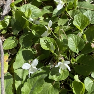 Viola odorata at Jerrabomberra, NSW - 30 Aug 2022 01:21 PM