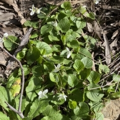 Viola odorata at Jerrabomberra, NSW - 30 Aug 2022 01:21 PM