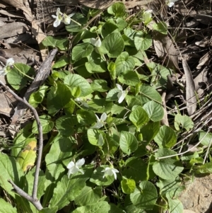 Viola odorata at Jerrabomberra, NSW - 30 Aug 2022 01:21 PM