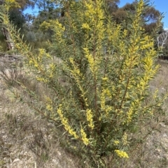 Acacia rubida (Red-stemmed Wattle, Red-leaved Wattle) at Jerrabomberra, NSW - 30 Aug 2022 by SteveBorkowskis