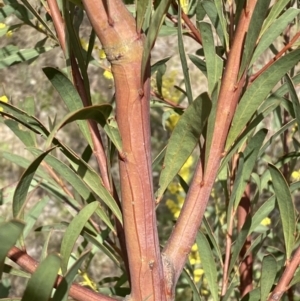 Acacia rubida at Jerrabomberra, NSW - 30 Aug 2022