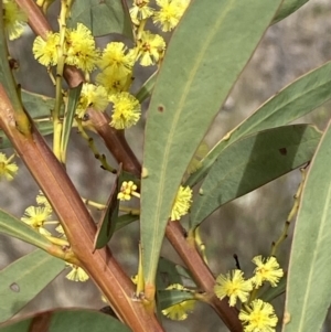 Acacia rubida at Jerrabomberra, NSW - 30 Aug 2022