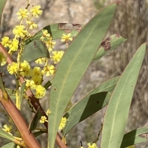Acacia rubida at Jerrabomberra, NSW - 30 Aug 2022