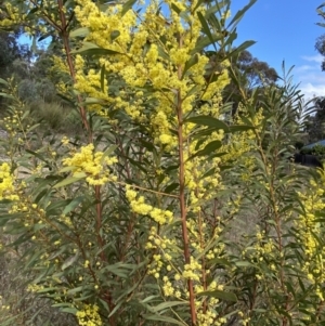 Acacia rubida at Jerrabomberra, NSW - 30 Aug 2022