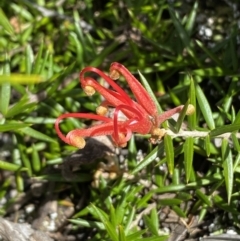 Grevillea juniperina (Grevillea) at Jerrabomberra, NSW - 30 Aug 2022 by SteveBorkowskis