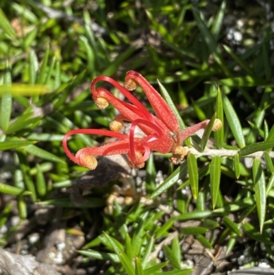 Grevillea juniperina (Grevillea) at Jerrabomberra, NSW - 30 Aug 2022 by SteveBorkowskis