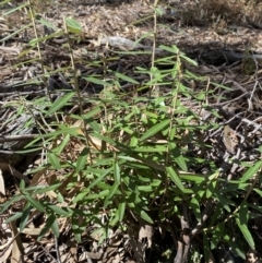 Olearia megalophylla (Large-leaf Daisy-bush) at Mount Jerrabomberra - 30 Aug 2022 by Steve_Bok