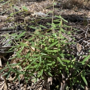 Olearia megalophylla at Jerrabomberra, NSW - 30 Aug 2022 12:25 PM