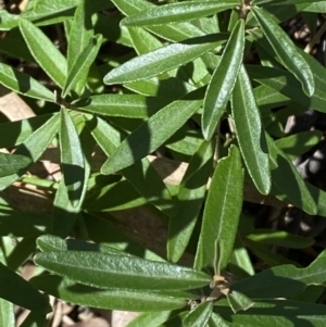 Olearia megalophylla at Jerrabomberra, NSW - 30 Aug 2022 12:25 PM