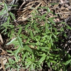 Olearia megalophylla at Jerrabomberra, NSW - 30 Aug 2022