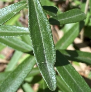 Olearia megalophylla at Jerrabomberra, NSW - 30 Aug 2022