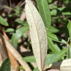 Olearia megalophylla at Jerrabomberra, NSW - 30 Aug 2022