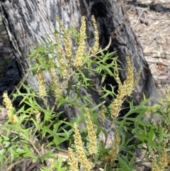 Grevillea ramosissima subsp. ramosissima (Fan Grevillea) at Jerrabomberra, NSW - 30 Aug 2022 by SteveBorkowskis