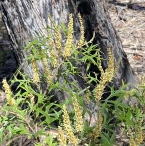 Grevillea ramosissima subsp. ramosissima at Jerrabomberra, NSW - 30 Aug 2022