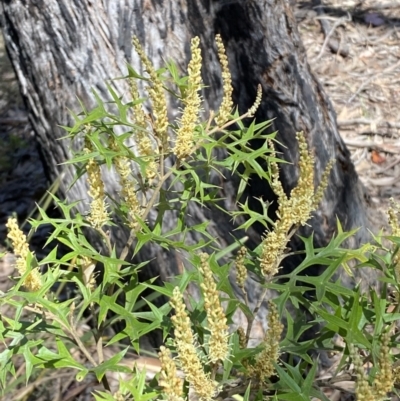 Grevillea ramosissima subsp. ramosissima (Fan Grevillea) at Jerrabomberra, NSW - 30 Aug 2022 by Steve_Bok