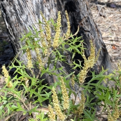 Grevillea ramosissima subsp. ramosissima (Fan Grevillea) at Mount Jerrabomberra QP - 30 Aug 2022 by Steve_Bok