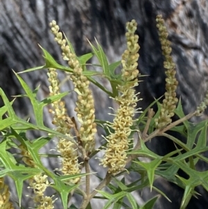 Grevillea ramosissima subsp. ramosissima at Jerrabomberra, NSW - 30 Aug 2022