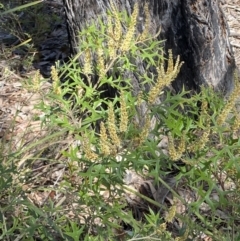 Grevillea ramosissima subsp. ramosissima at Jerrabomberra, NSW - 30 Aug 2022