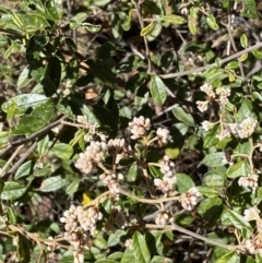 Pomaderris betulina subsp. actensis (Canberra Pomaderris) at Jerrabomberra, NSW - 30 Aug 2022 by SteveBorkowskis