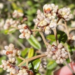 Pomaderris betulina subsp. actensis at Jerrabomberra, NSW - 30 Aug 2022