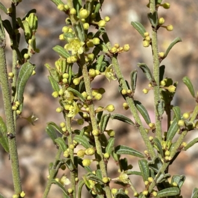 Phyllanthus occidentalis (Thyme Spurge) at Jerrabomberra, NSW - 30 Aug 2022 by SteveBorkowskis