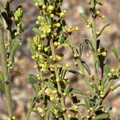 Phyllanthus occidentalis (Thyme Spurge) at Mount Jerrabomberra QP - 30 Aug 2022 by Steve_Bok