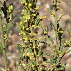 Phyllanthus occidentalis at Jerrabomberra, NSW - 30 Aug 2022