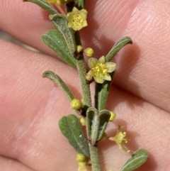 Phyllanthus occidentalis at Jerrabomberra, NSW - 30 Aug 2022