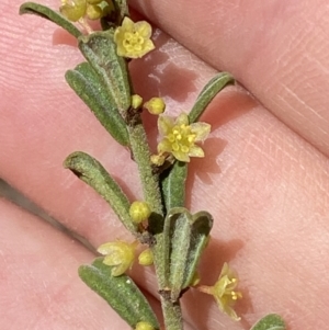 Phyllanthus occidentalis at Jerrabomberra, NSW - 30 Aug 2022