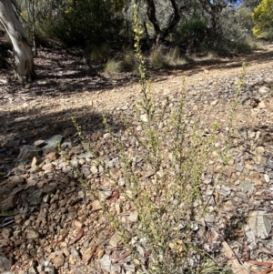 Phyllanthus occidentalis at Jerrabomberra, NSW - 30 Aug 2022