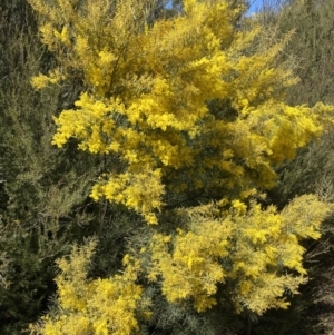 Acacia boormanii at Jerrabomberra, NSW - 30 Aug 2022