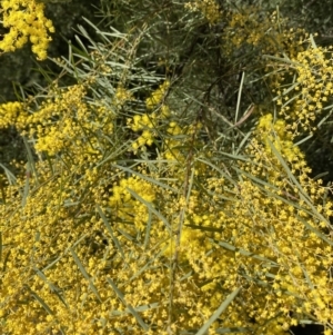 Acacia boormanii at Jerrabomberra, NSW - 30 Aug 2022