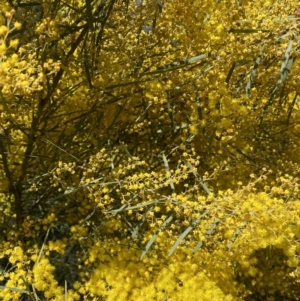 Acacia boormanii at Jerrabomberra, NSW - 30 Aug 2022