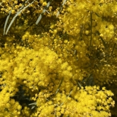 Acacia boormanii at Jerrabomberra, NSW - 30 Aug 2022