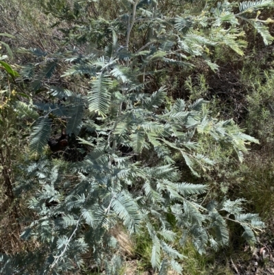 Acacia dealbata (Silver Wattle) at Jerrabomberra, NSW - 30 Aug 2022 by Steve_Bok