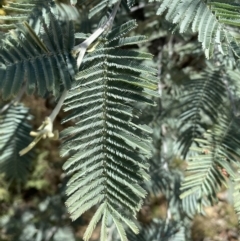 Acacia dealbata at Jerrabomberra, NSW - 30 Aug 2022