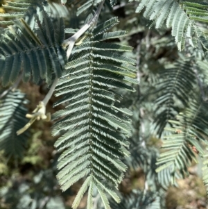 Acacia dealbata at Jerrabomberra, NSW - 30 Aug 2022