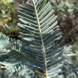 Acacia dealbata at Jerrabomberra, NSW - 30 Aug 2022