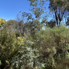 Acacia dealbata at Jerrabomberra, NSW - 30 Aug 2022