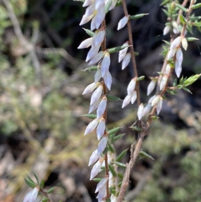 Styphelia fletcheri subsp. brevisepala (Twin Flower Beard-Heath) at Jerrabomberra, NSW - 30 Aug 2022 by SteveBorkowskis