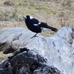 Gymnorhina tibicen (Australian Magpie) at Wanniassa Hill - 30 Aug 2022 by Mike