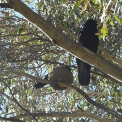 Corcorax melanorhamphos (White-winged Chough) at Lions Youth Haven - Westwood Farm A.C.T. - 20 Aug 2022 by HelenCross