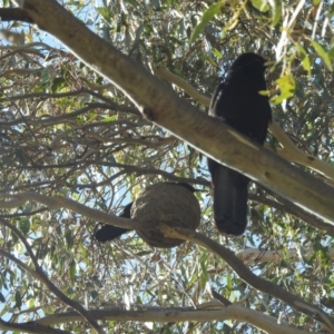 Corcorax melanorhamphos at Kambah, ACT - 21 Aug 2022