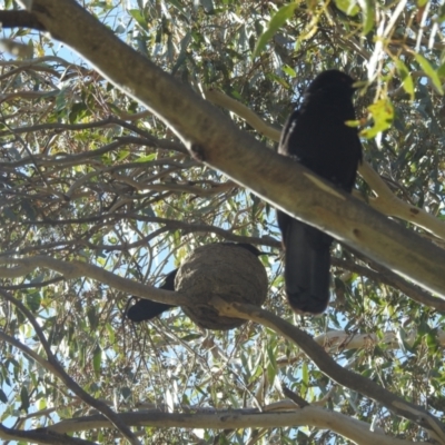 Corcorax melanorhamphos (White-winged Chough) at Kambah, ACT - 21 Aug 2022 by HelenCross